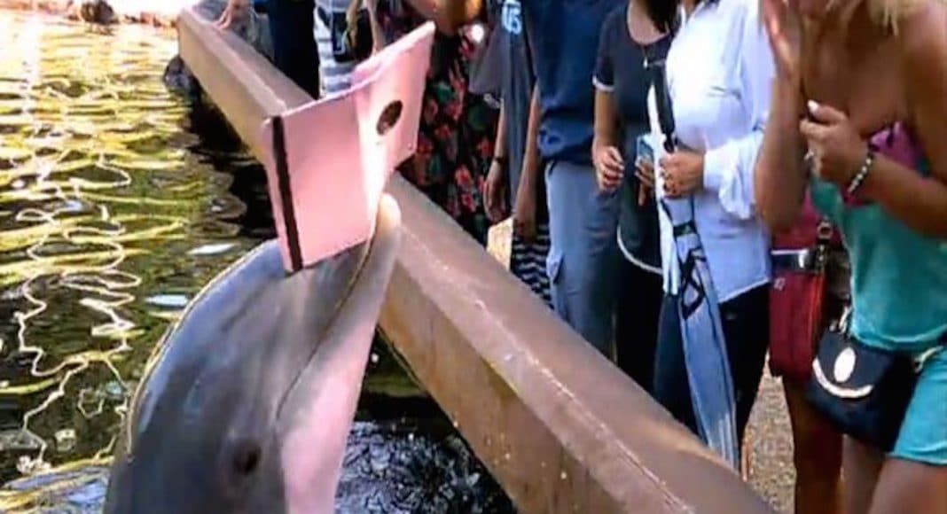 Dolphin snatches iPad