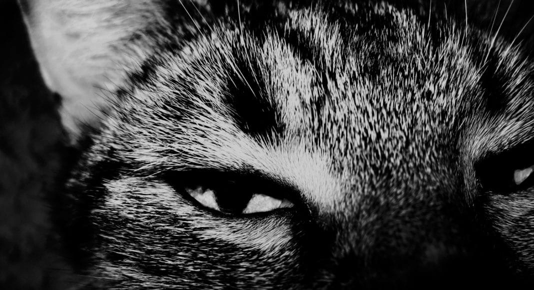 pets