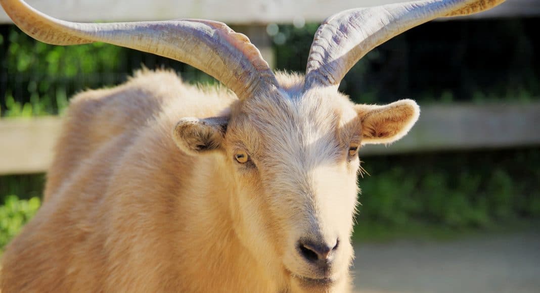 goat