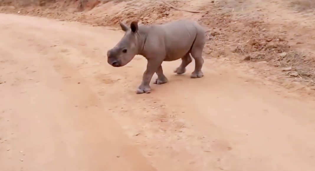Warren The Baby Rhino