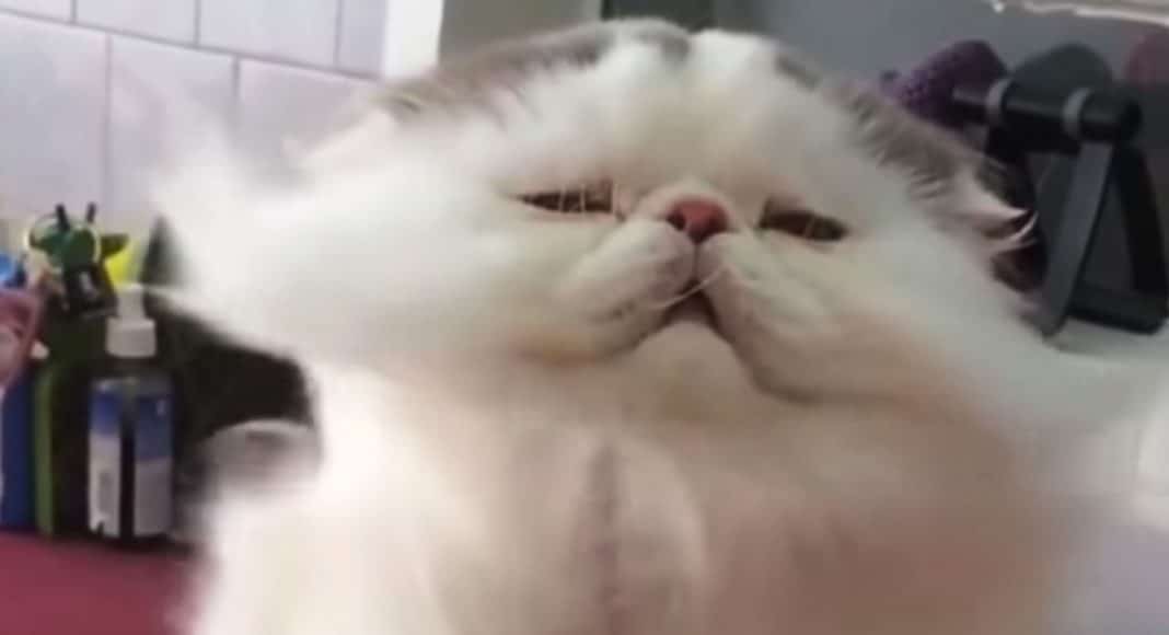 cat video