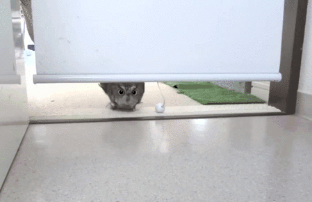 GIF via Giphy
