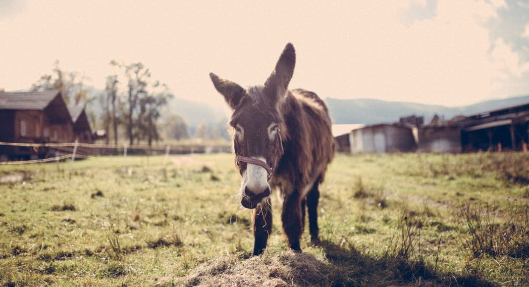 Sex With A Donkey