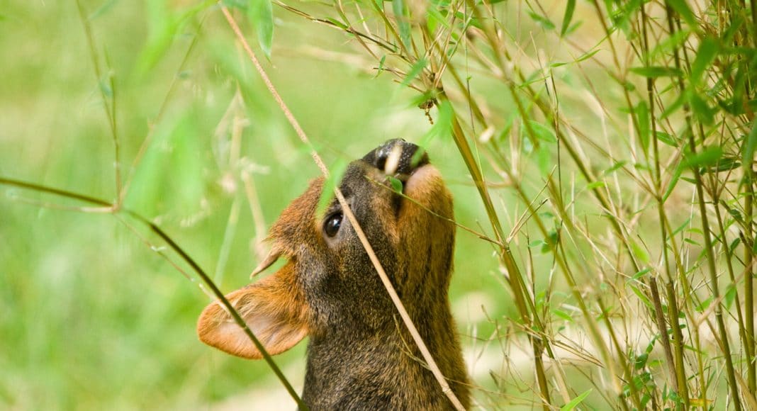 pudu