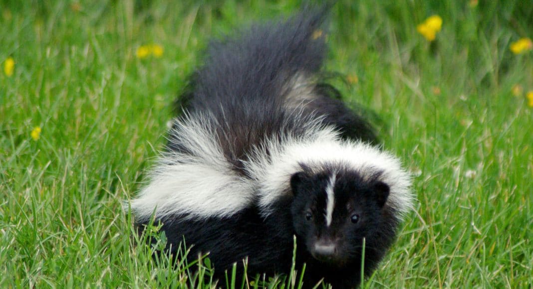 skunk mail