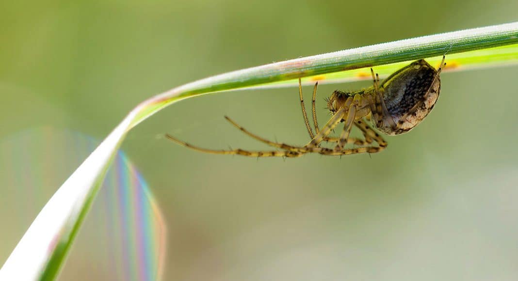 spider