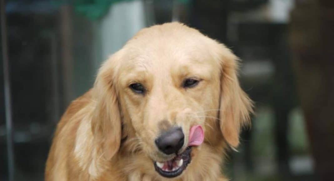 dog