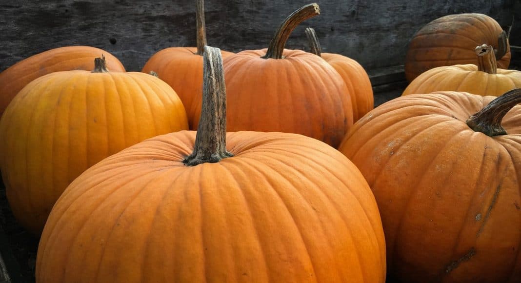 Pumpkin Edibles