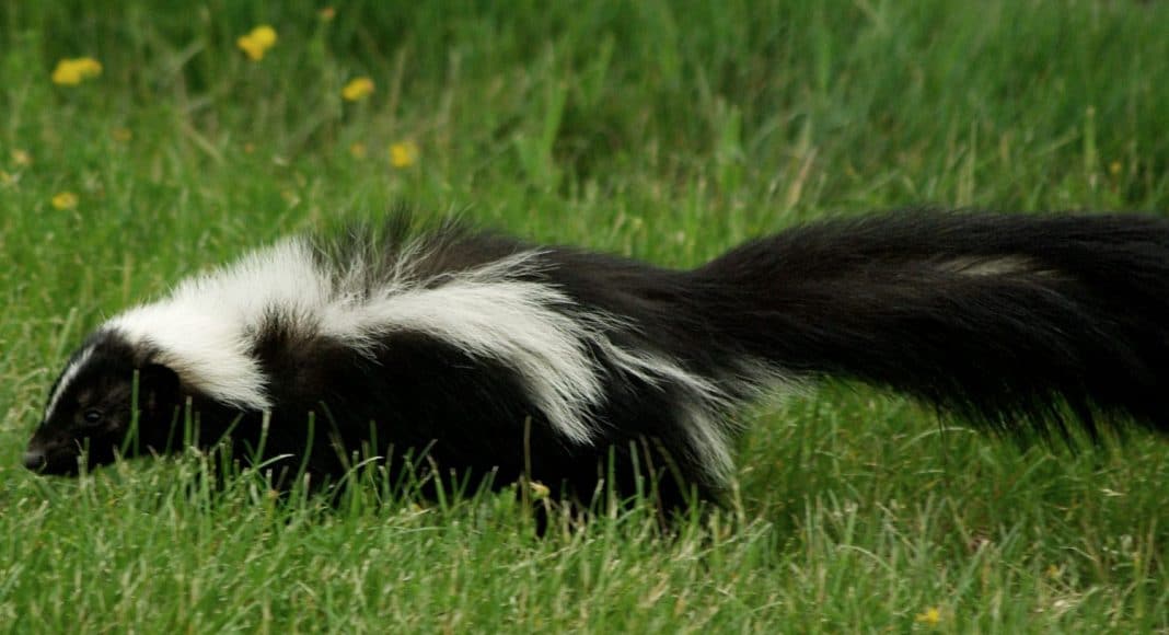 Why Your Marijuana Smells Skunky