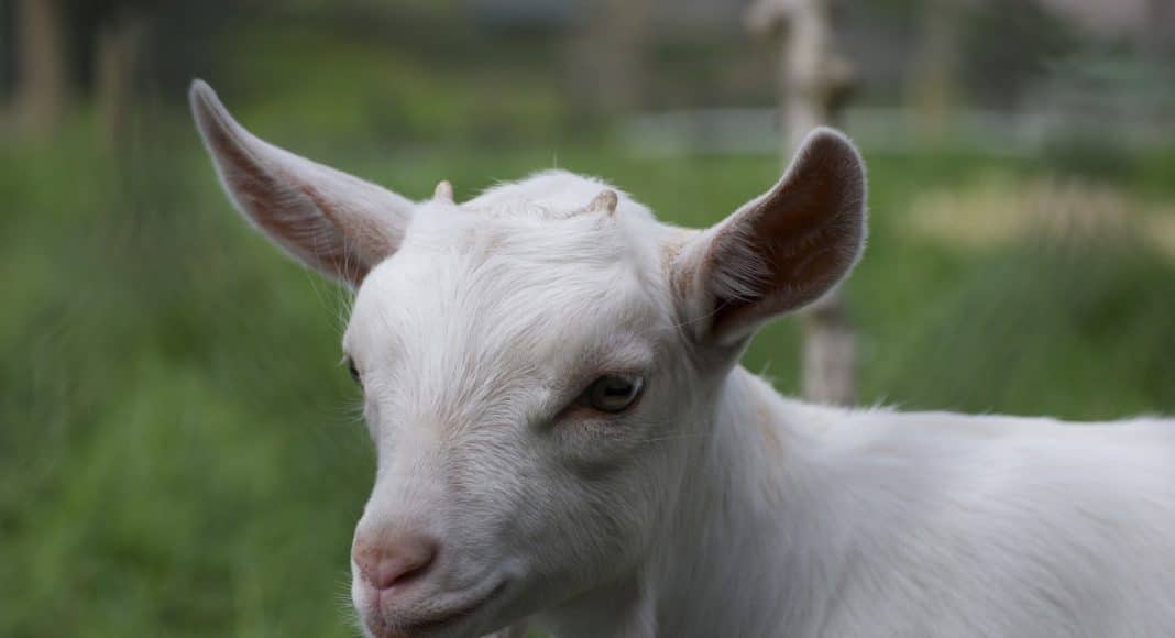 baby goat