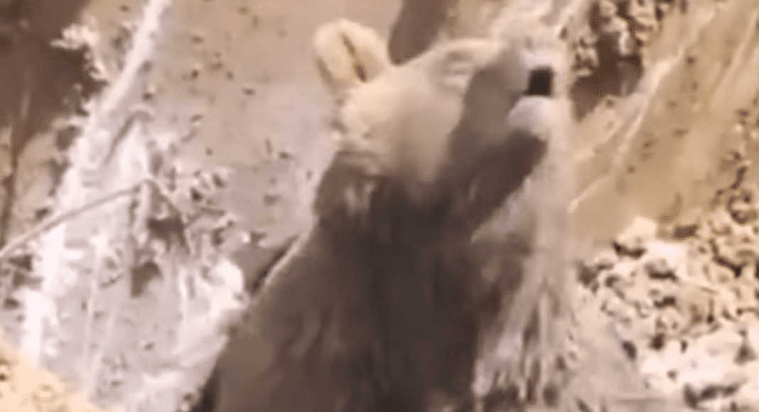 bear