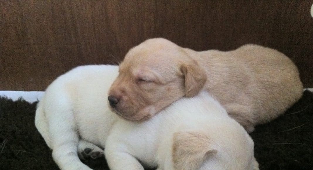 AnimalsBeingNice