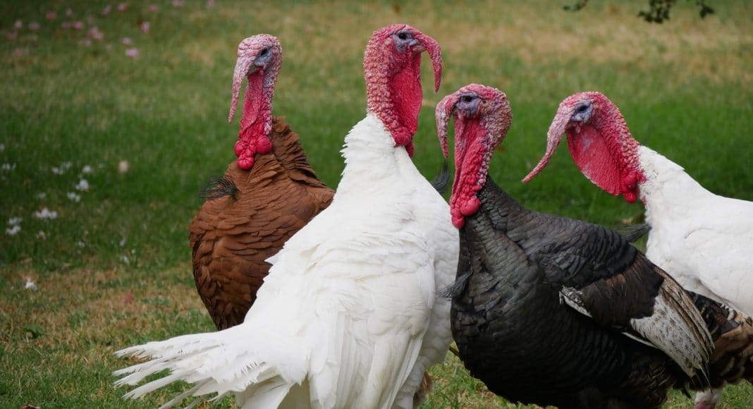 turkey