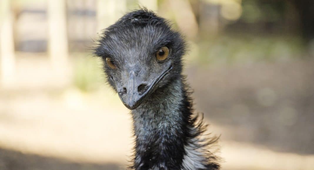 emu