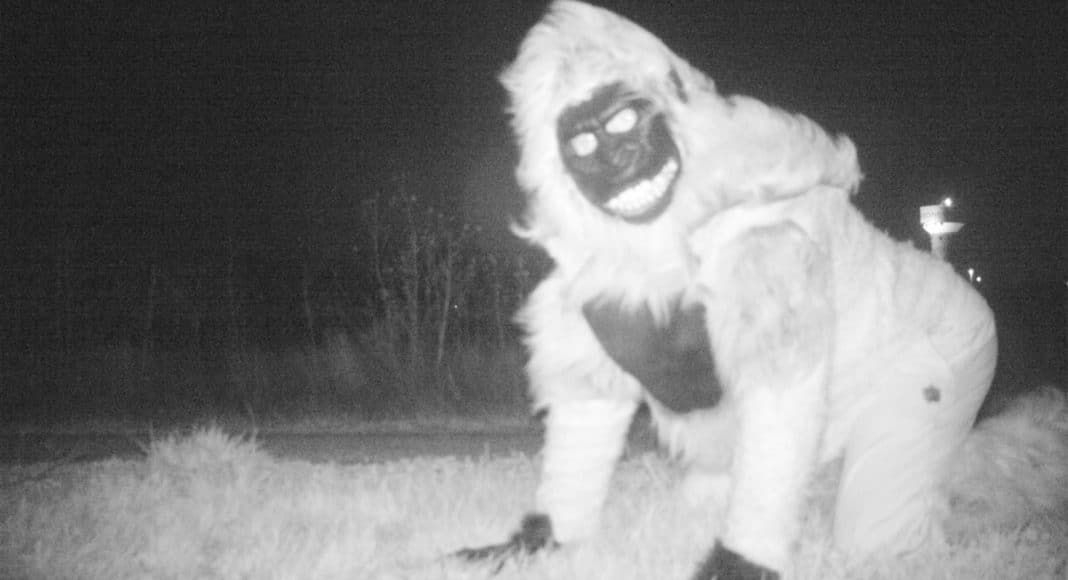 mountain lion