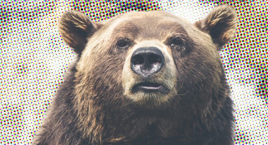 bear