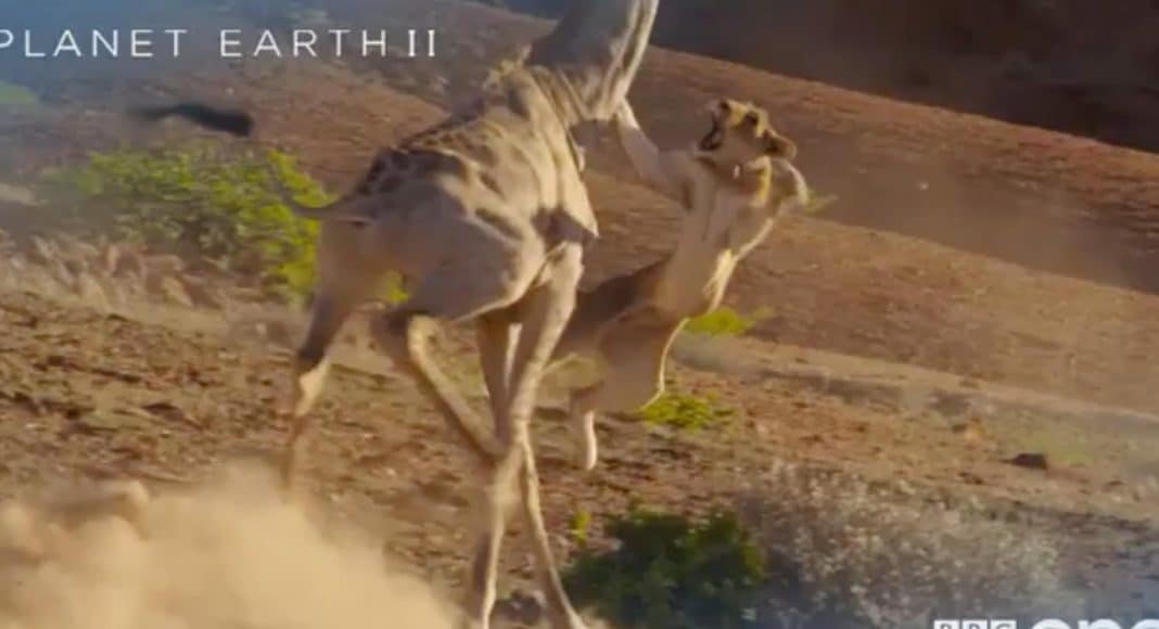 'Planet Earth II'