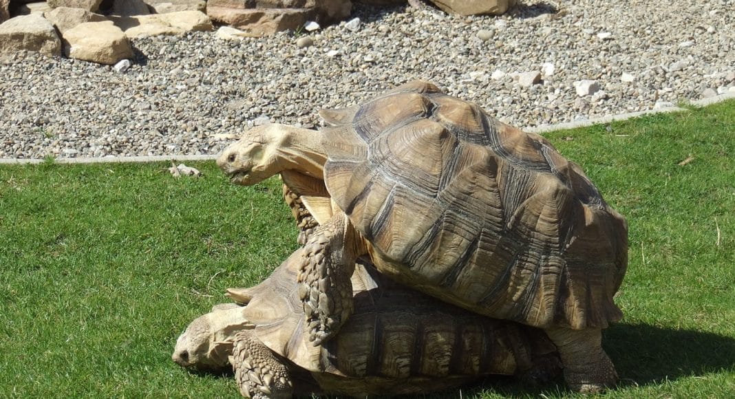 Tortoises