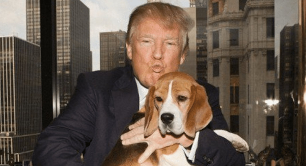 dogs