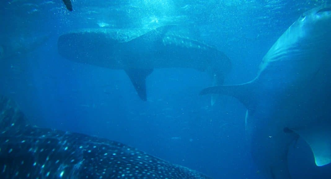 Two-Headed Sharks
