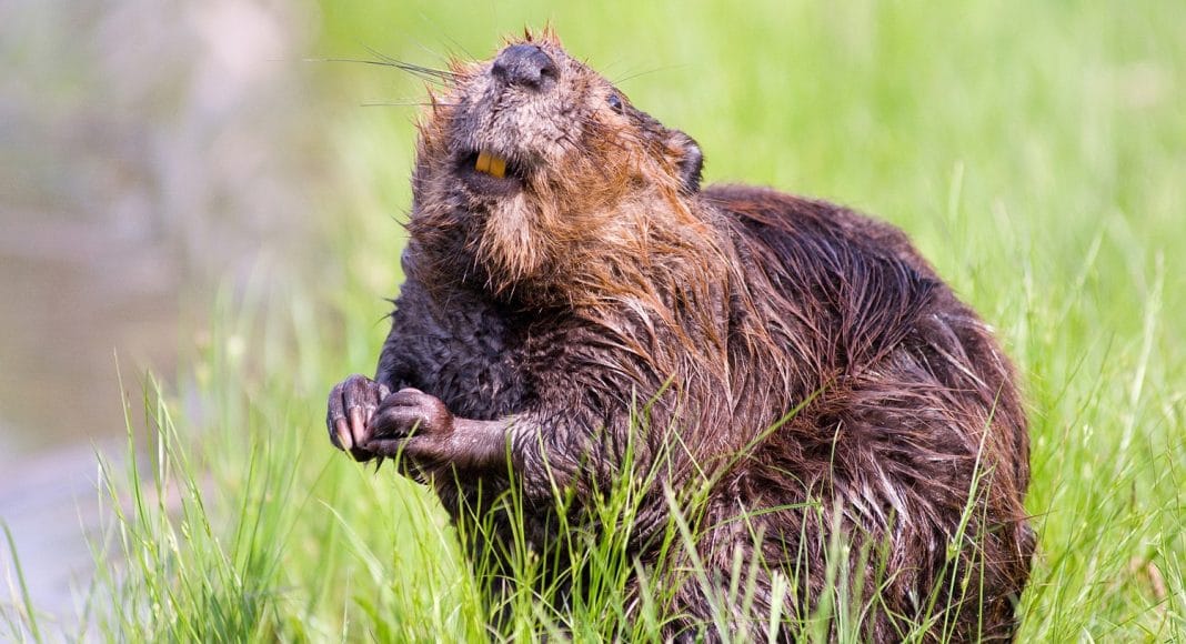 beaver