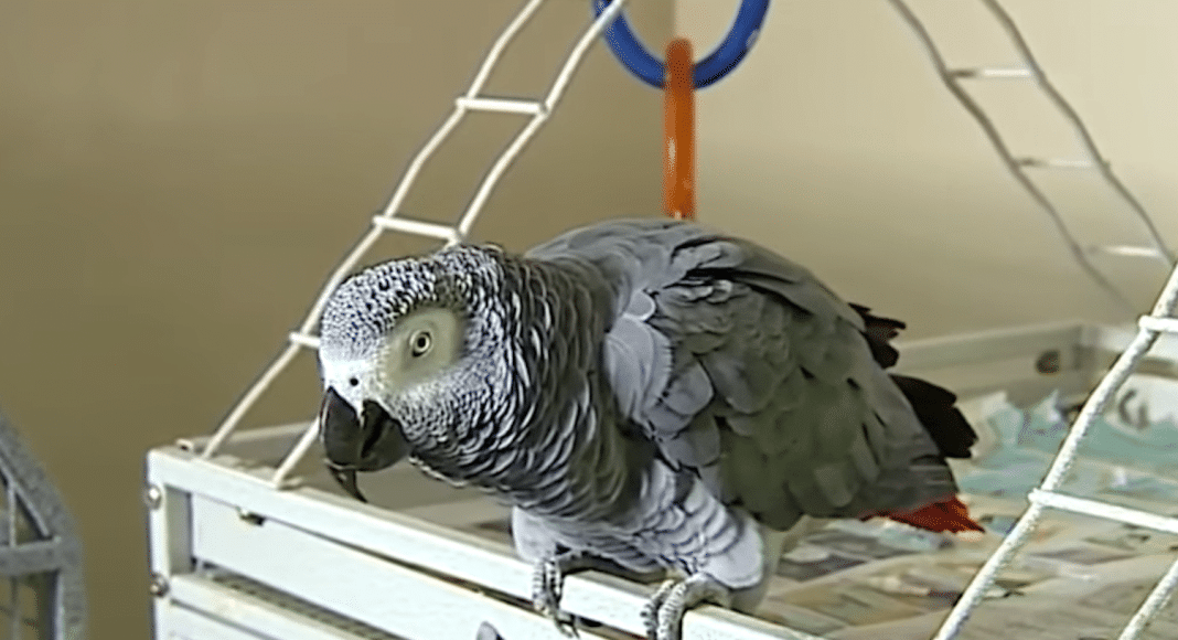 Parrot