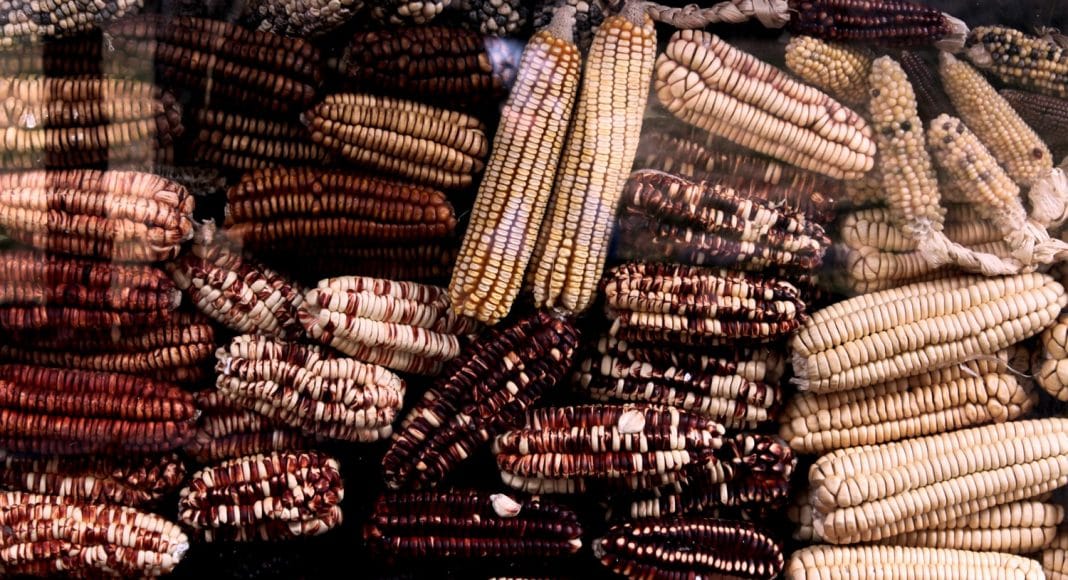 Hear Corn Grow