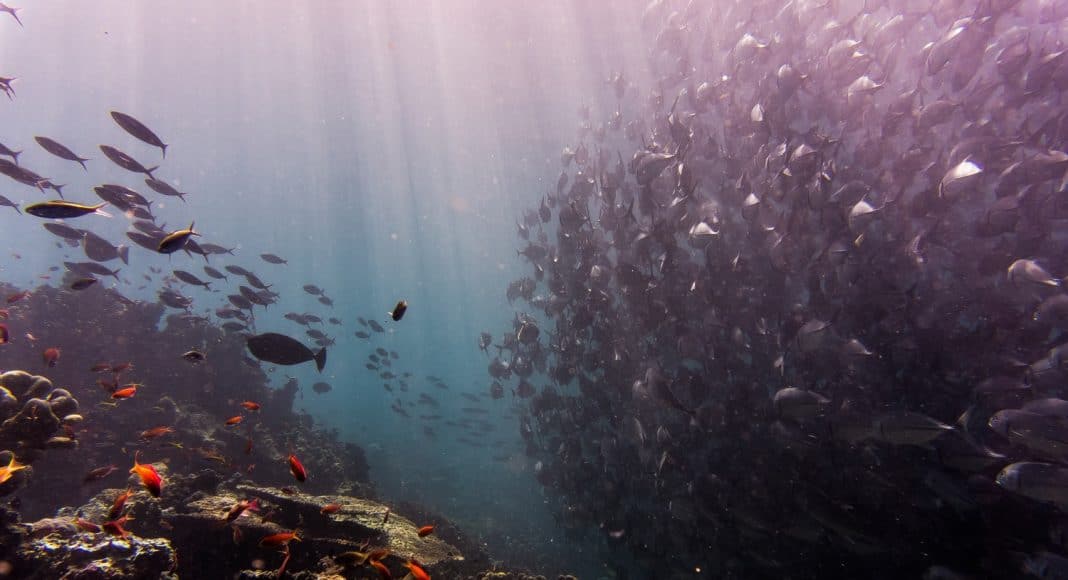 Terrifying Alien Fish Monsters