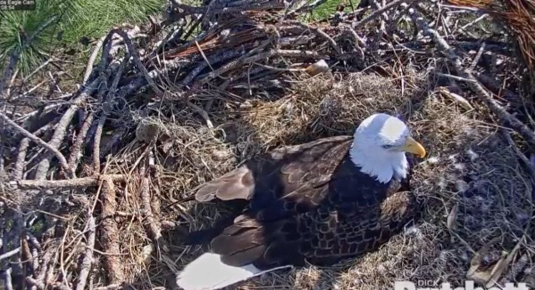 baby eagles