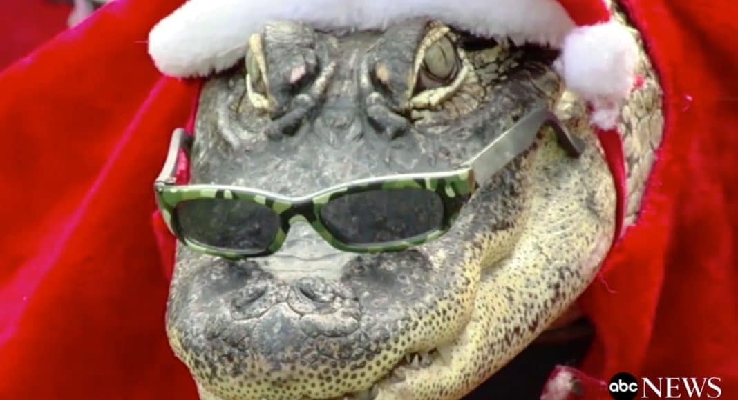 Florida Woman Allowed To Keep Gator Named Rambo