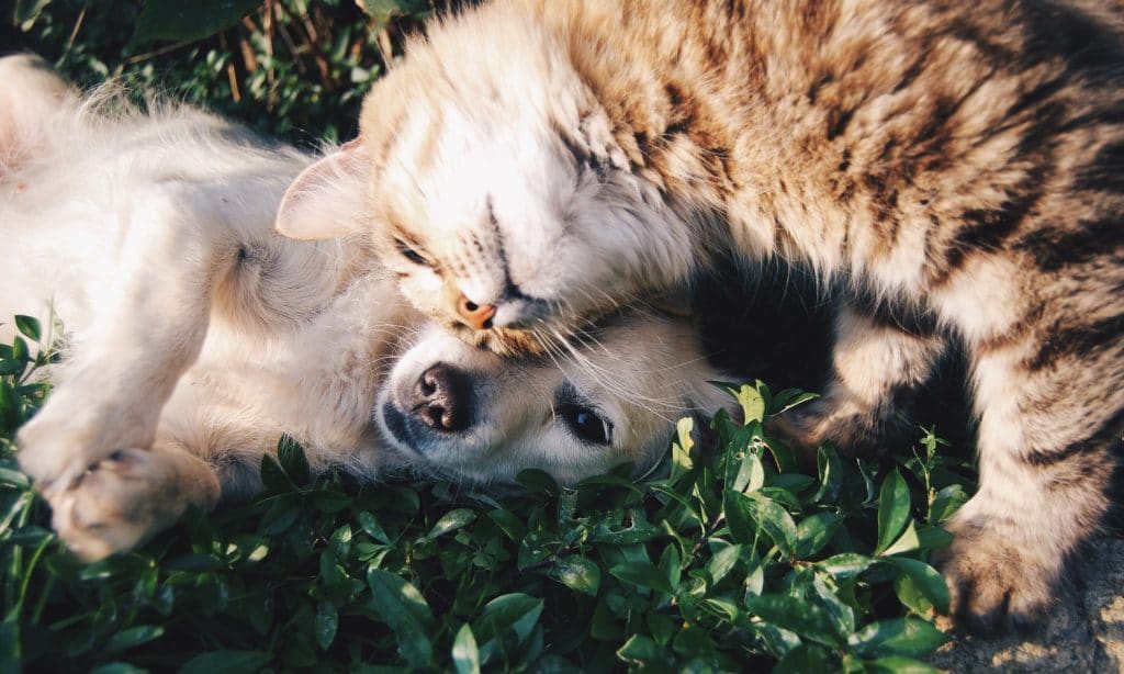 Jealousy