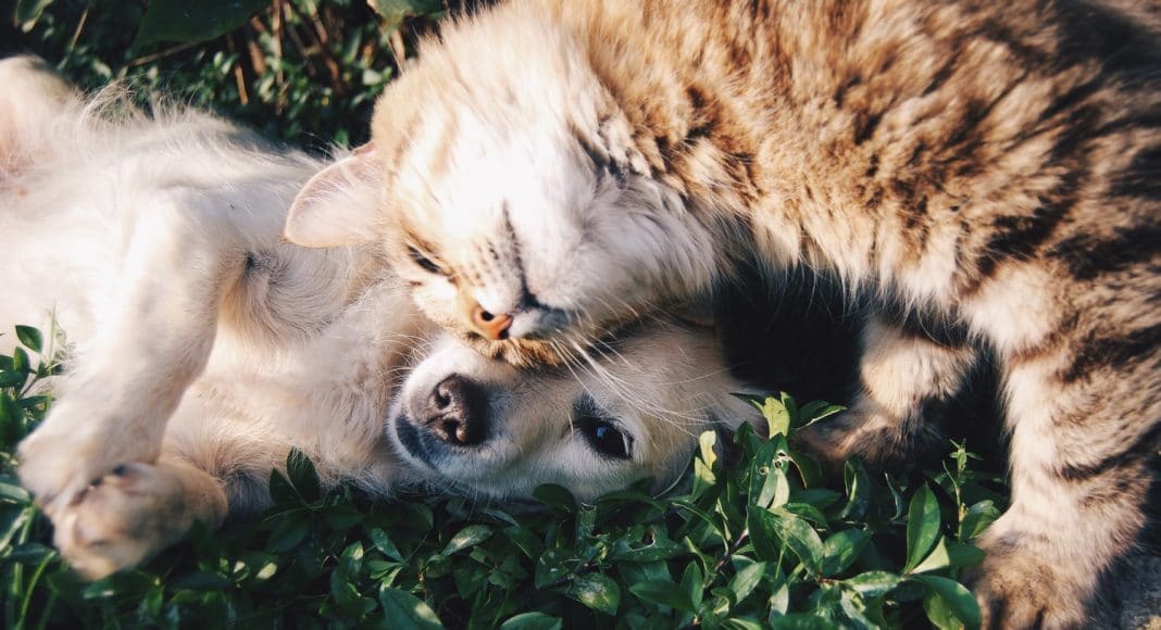 Jealousy