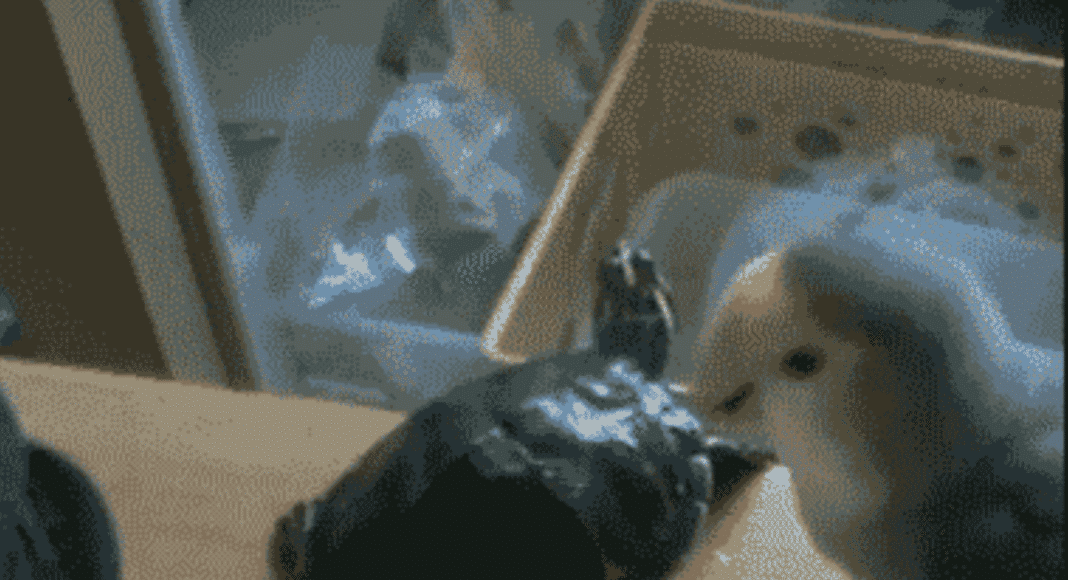 animals being jerks