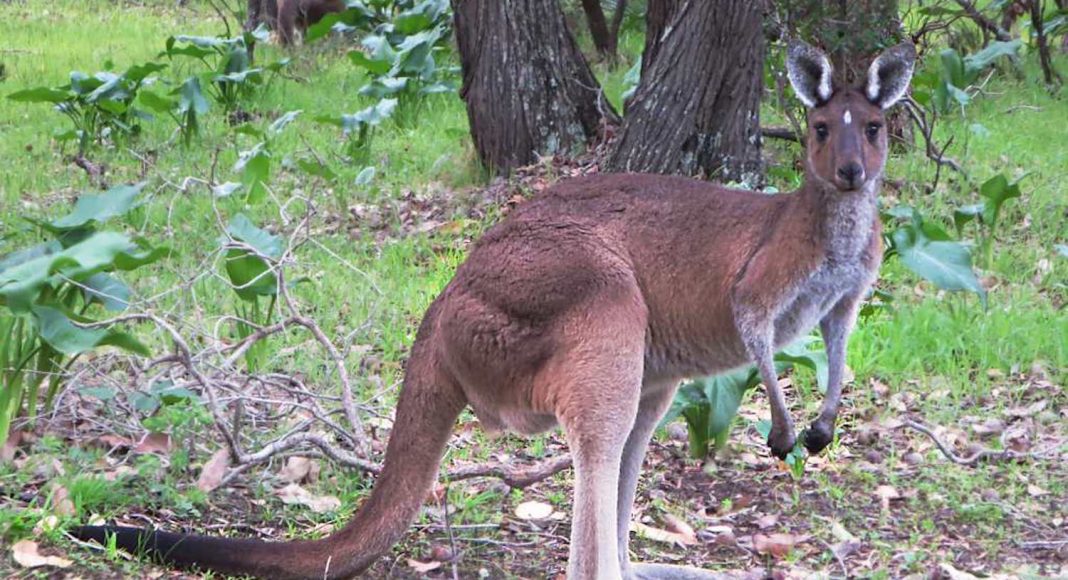 kangaroo
