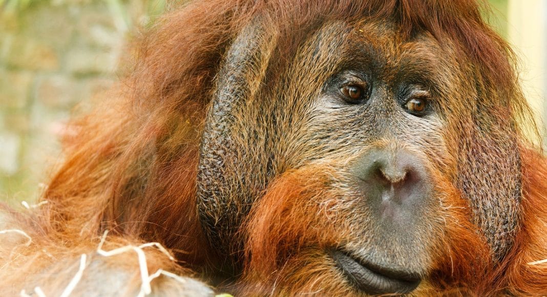 This Orangutan's Baby Registry Includes Zootopia And Dolly CDs
