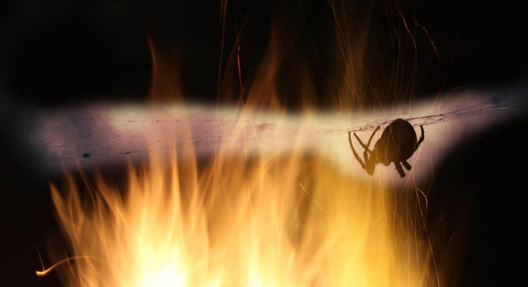 spider