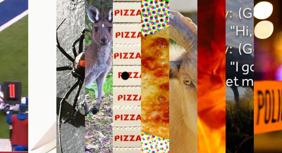 bizarre news stories