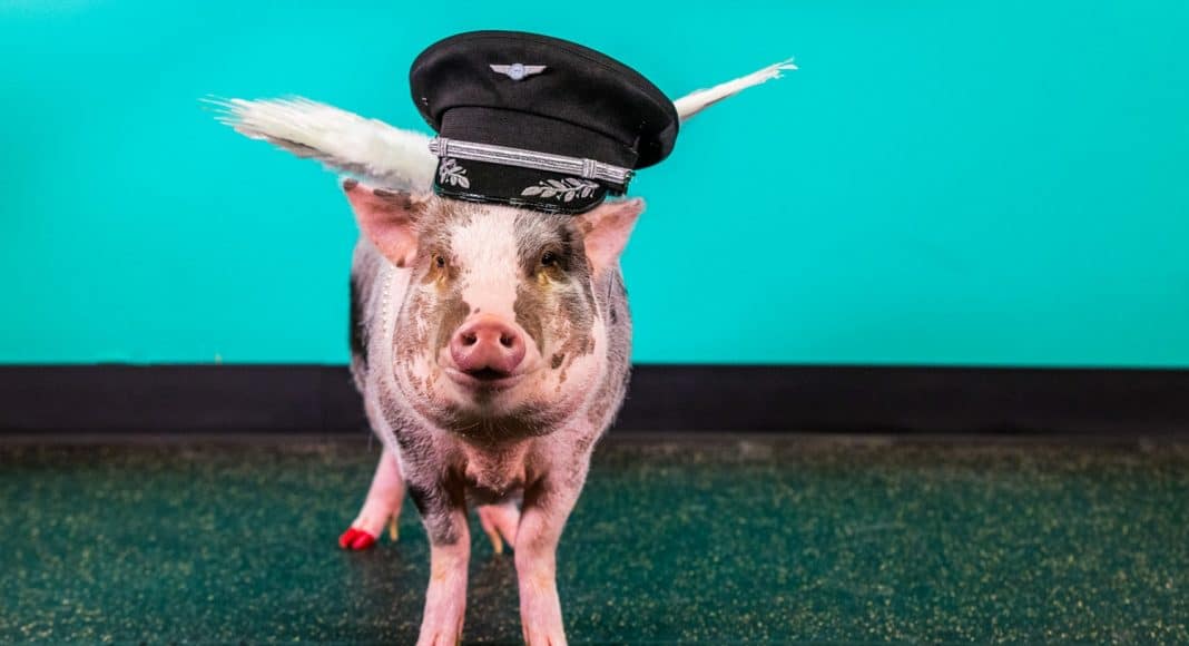 therapy pig
