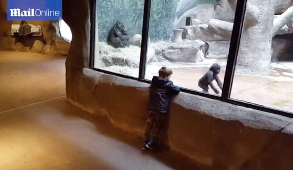 baby gorilla