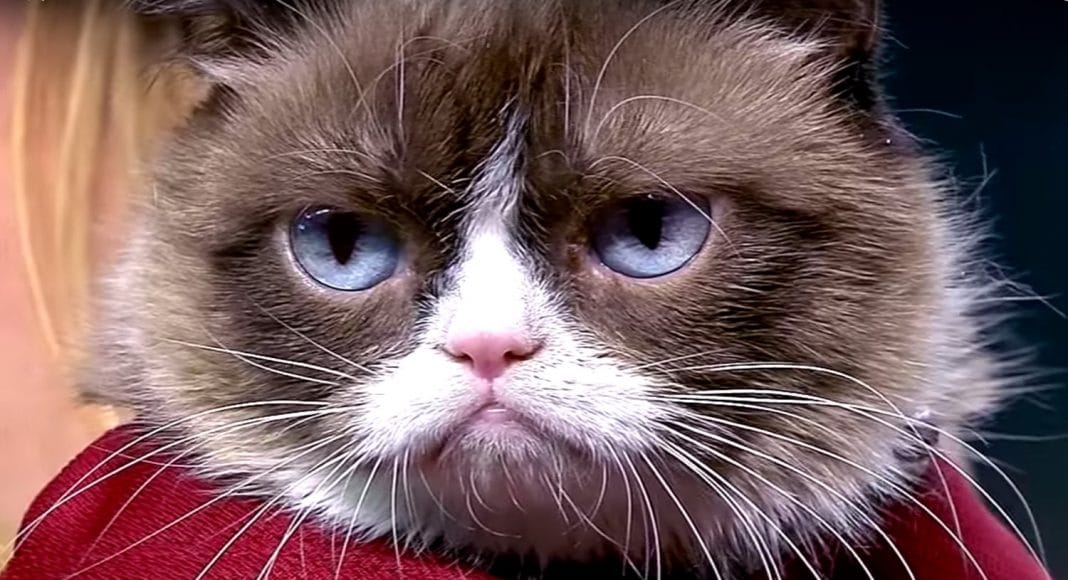 animal Celebrities