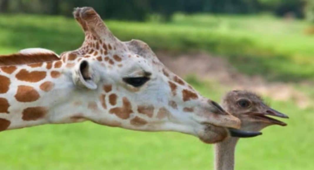 Animals