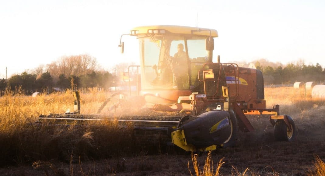 cash crop