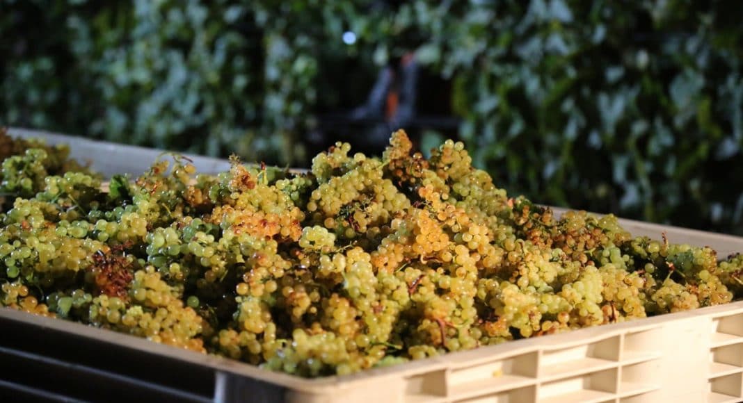 Chardonnay