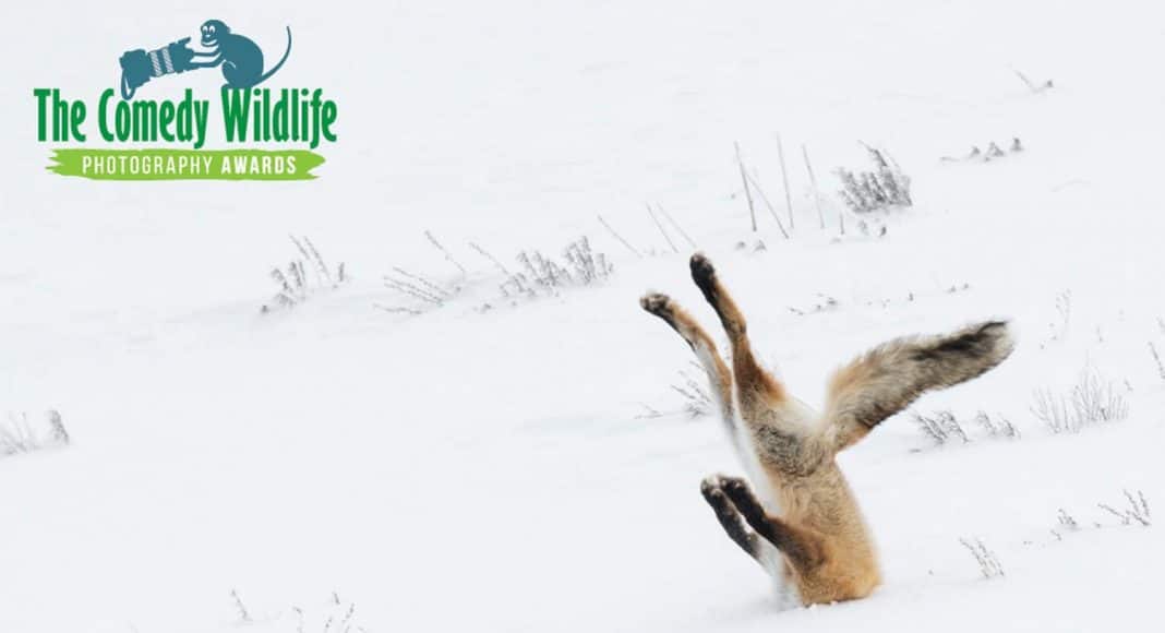 Comedy Wildlife Photo Awards