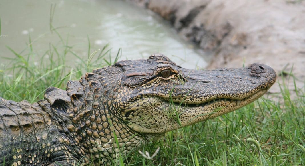 alligator