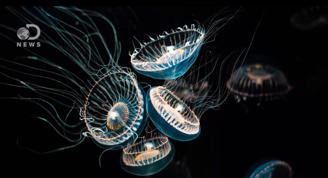 Jellyfish Lasers Are The Newest Breakthrough In Quantum Physics