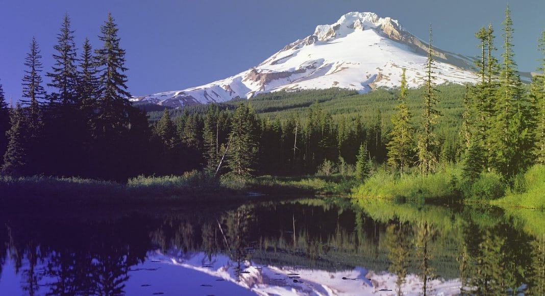 Oregon To 'Pause' Acceptance of Marijuana Applications