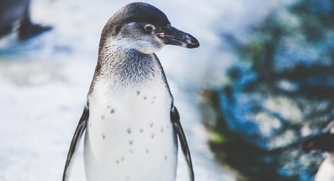 nihilist penguin