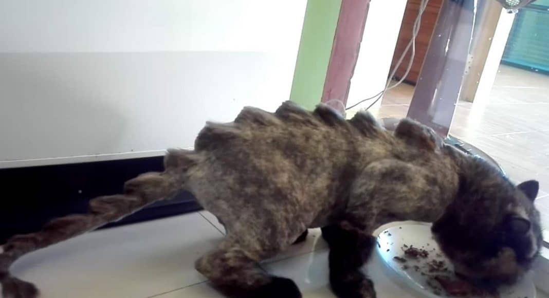 Dinosaur Haircut