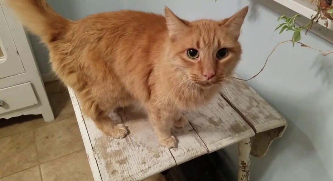cat